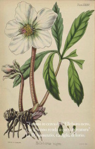 Helleborus niger