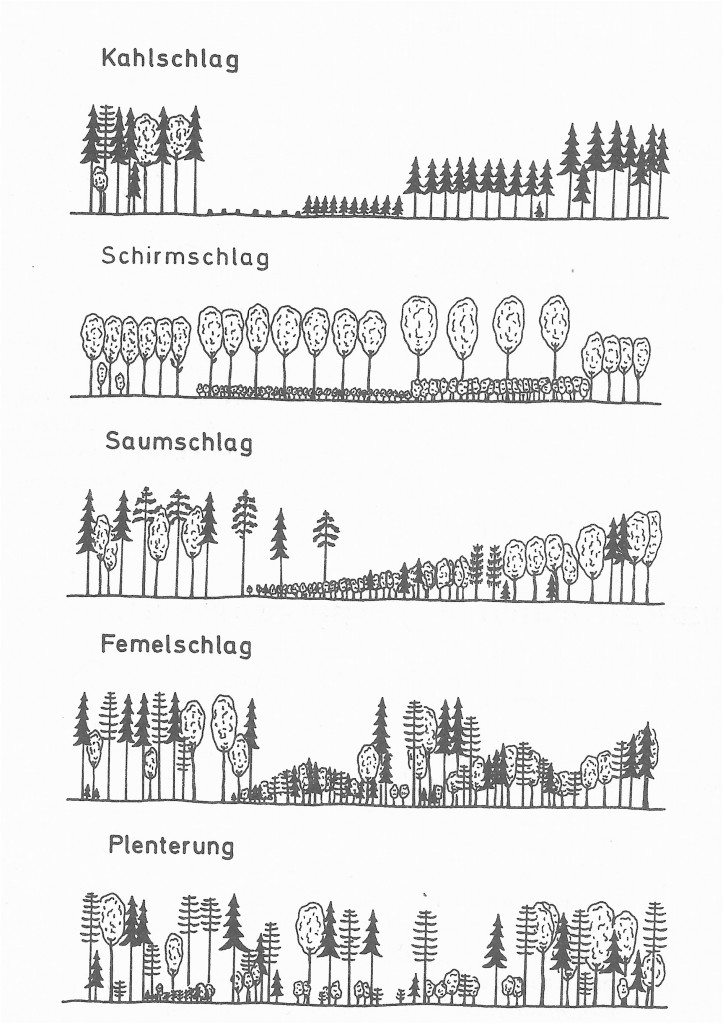 H. Mayer_Sistemi selvicoltural_Waldbau