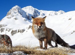 Parco nazionale d'Abruzzo, la volpe fa l'occhiolino.